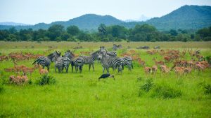 Mikumi National Park