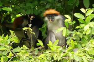 Udzungwa Mountains National Park