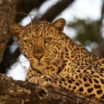 7-Day Tanzania Safari