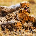 10-Day Tanzania Safari & Zanzibar