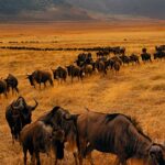 5 Days Tanzania Safari