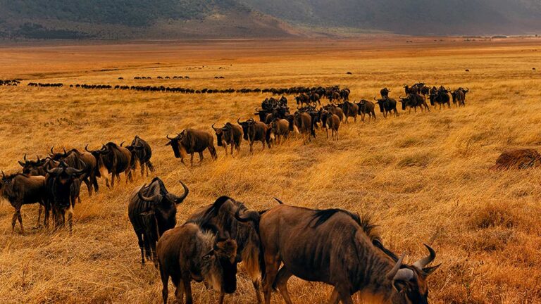 5 Days Tanzania Safari