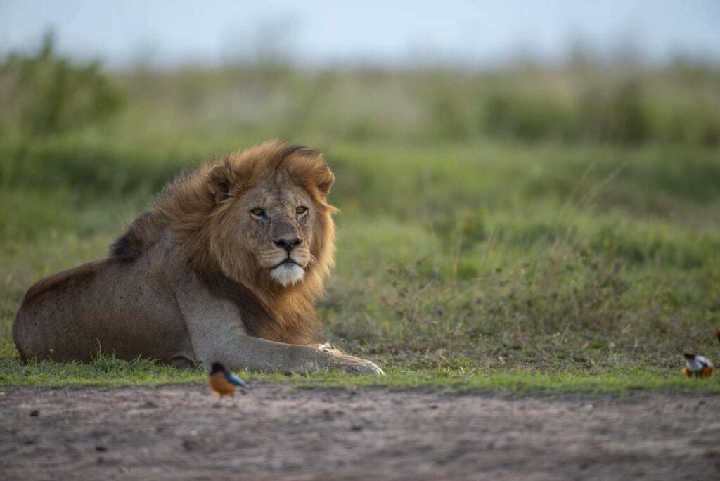 8 Days Tanzania Safari