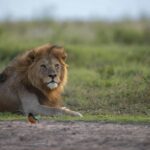 8 Days Tanzania Safari