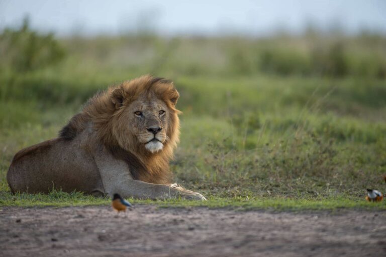 8 Days Tanzania Safari