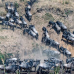 7-Day Great Migration Safari