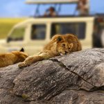 8 Days Magical Tanzania Safari