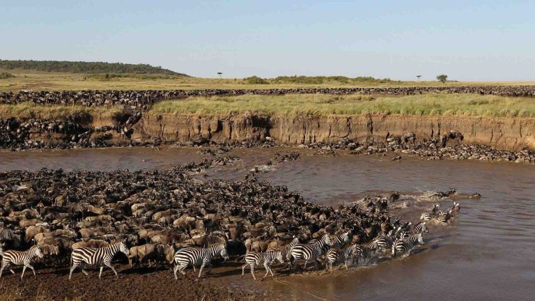 8-Day Great Migration Safari