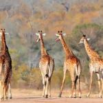 6 Days Tanzania Safari